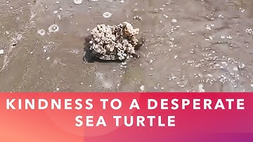 Kindness to a Desperate Sea Turtle | Oddly Satisfying to Watch