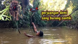 sarang burung Sempur hujan! butuh perjuangan demi mendapatkan burung cantik