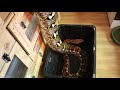 Worlds Most Well Behaved Reticulated Python
