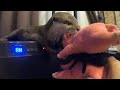 カワウソさくら カワウソの苦手な物発覚!? Otter and spider toy