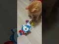 Cat Hits the Ball Straight to the Goal! #asmr #cat #marblerun #satisfying #relaxing
