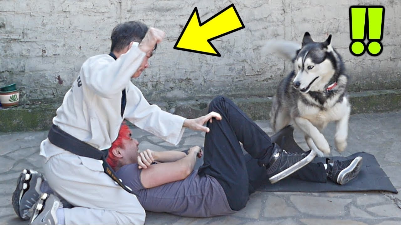 Reaction De Mon Chien Quand On Nous Agresse W Mon Pere Youtube