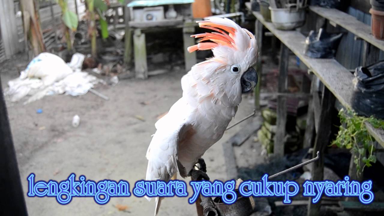 5 Spesies Burung Kakak Tua