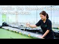 Wolffia: Tiny Superfood Tackles the Protein Crisis
