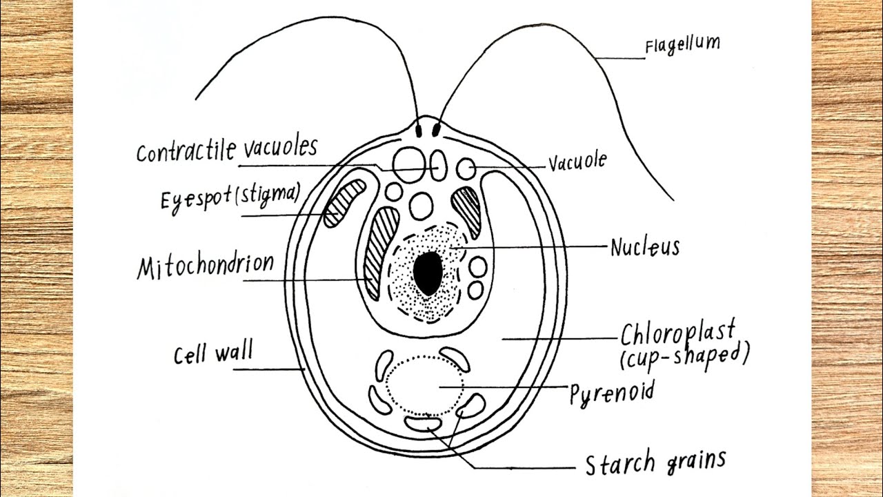 How to Draw Chlamydomonas structure