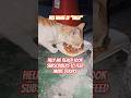 327 FEEDING STRAY CATS
