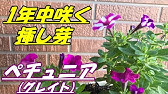 カインズ花図鑑 サンブリテニアの育て方 Youtube カインズ花図鑑 サンブリテニアの育て方 Youtube