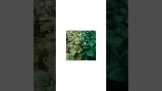 How to Get Moody Green Look in Lightroom | Professional Moody Green Edit Tutorial #lightroommobile