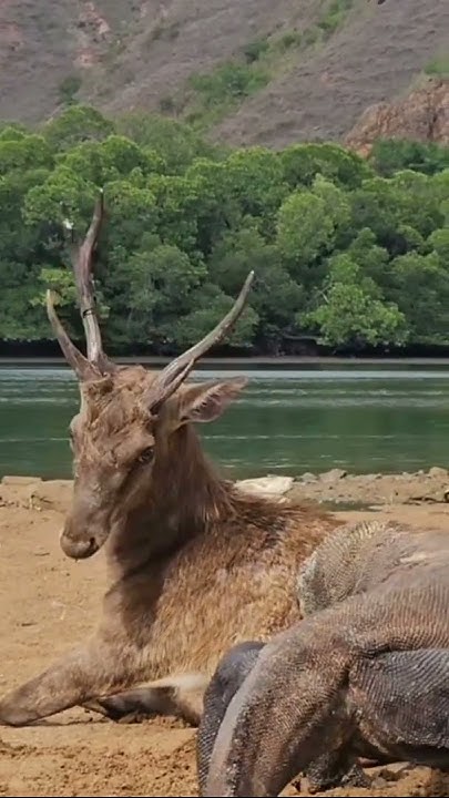 Komodo eating deer is still alive - YouTube
