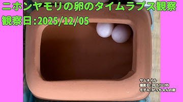 【Memorandum】 2025年12月05日 RPi-Cam-Web-Interfaceを用いたニホンヤモリの卵のTimelapse観察