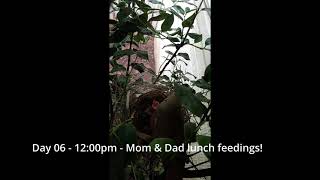 Backyard Cardinal Bird Nest - Day 6 Of 12 - Mom Dad All Day Feeding 4Th Egg Is Gone
