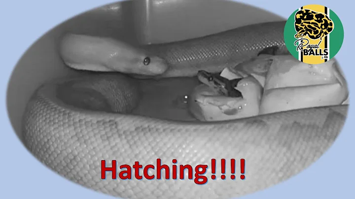 Breeding Ball Pythons; The end of maternal incubation