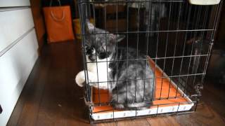 保護された外猫　その１　20150909