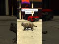 Trolling Low Levels as a Fake Cat 🤣 #shorts #gta #gta5 #gtaviral