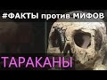 Что ты не знаешь о тараканах? #ФактыПротивМифов | Вопрос 205 | Викторина "Виквиз"