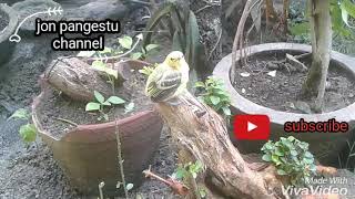 Suara anak burung sirtu sirpu cito untuk pancingan pikat dan bunyi