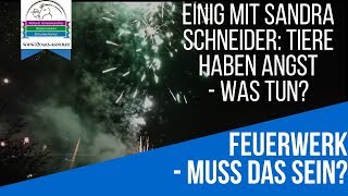 Silvester & Böller: Sandra Schneider hat Recht - das sage sogar ich | React | Hund Angst Prägung