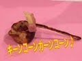 お弁当今日の一品  デッキブラシ ソーセージ 《発毛ソーセージ》