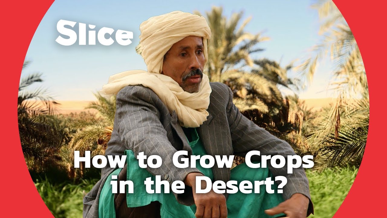 Documentary backdrop image for Farming in a Desert Oasis (2024)