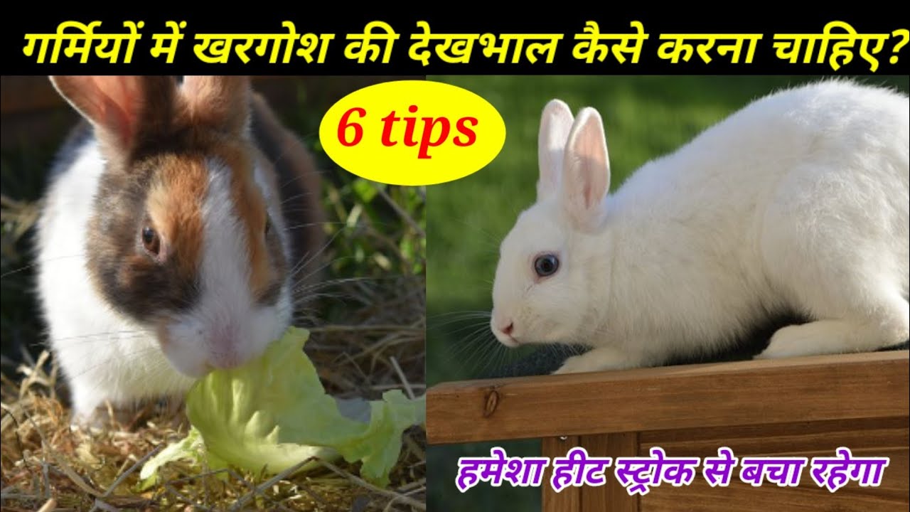 गर्मियों में खरगोश की देखभाल कैसे करना चाहिए? How To Take Care Of