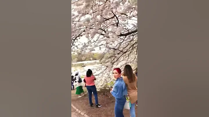 Cherry Blossoms at Cherry Hill in Central Park 🌸🌸🌸 NYC is coming back to life 😀 April 10, 2021