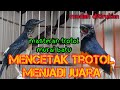 masteran murai batu trotolan || isian dasar murai batu trotolan