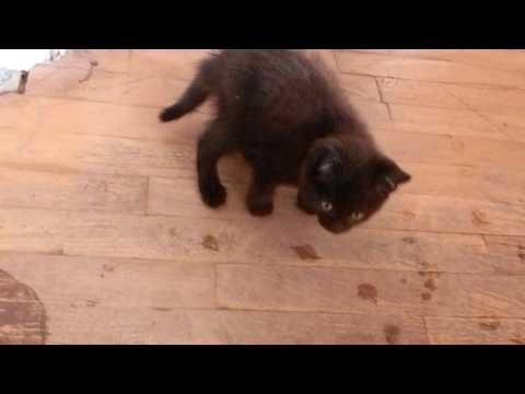 სისი თამაშობს