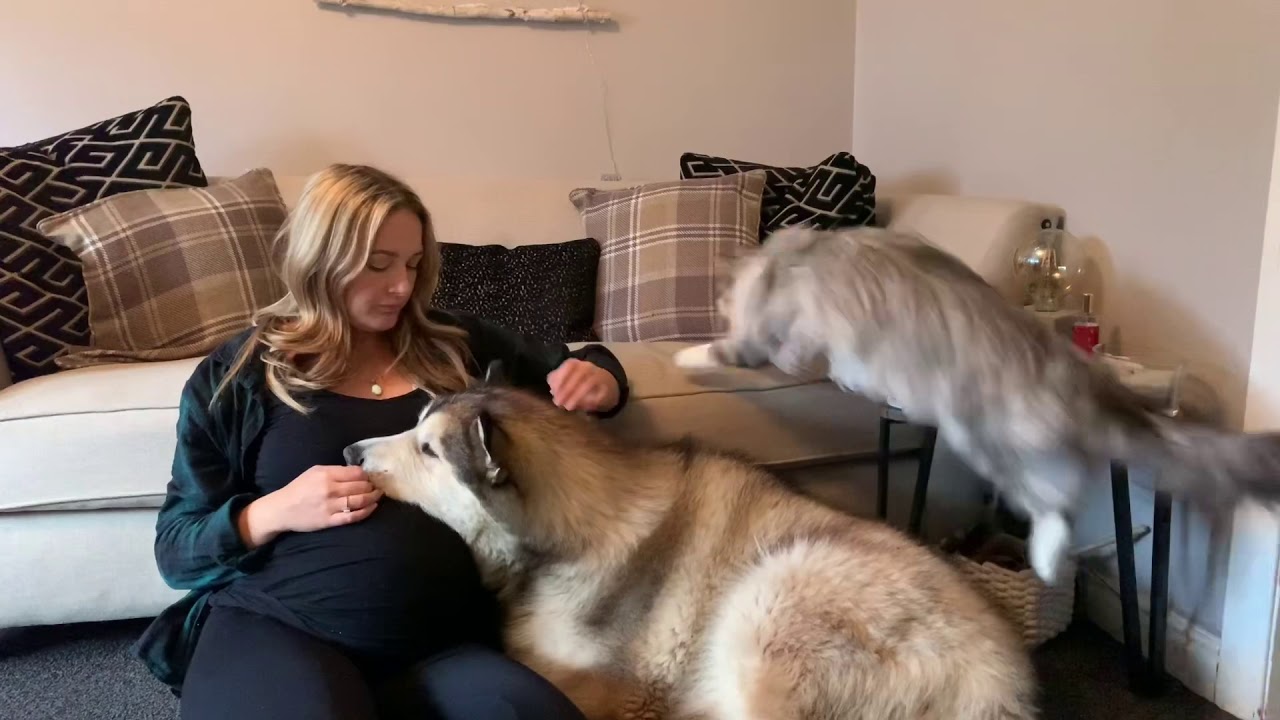 CAN DOGS SENSE PREGNANCY YouTube can-dogs-sense-pregnancy-youtube