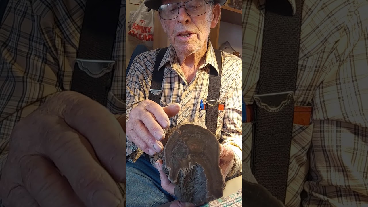 PETRIFIED DRIFTWOOD BY JAKE JACOBITZ WORLD RENOWNED PROSPECTOR AND MINOR