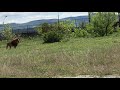 Не пляжники крымской саванны) Тайган Lions. Crimea.