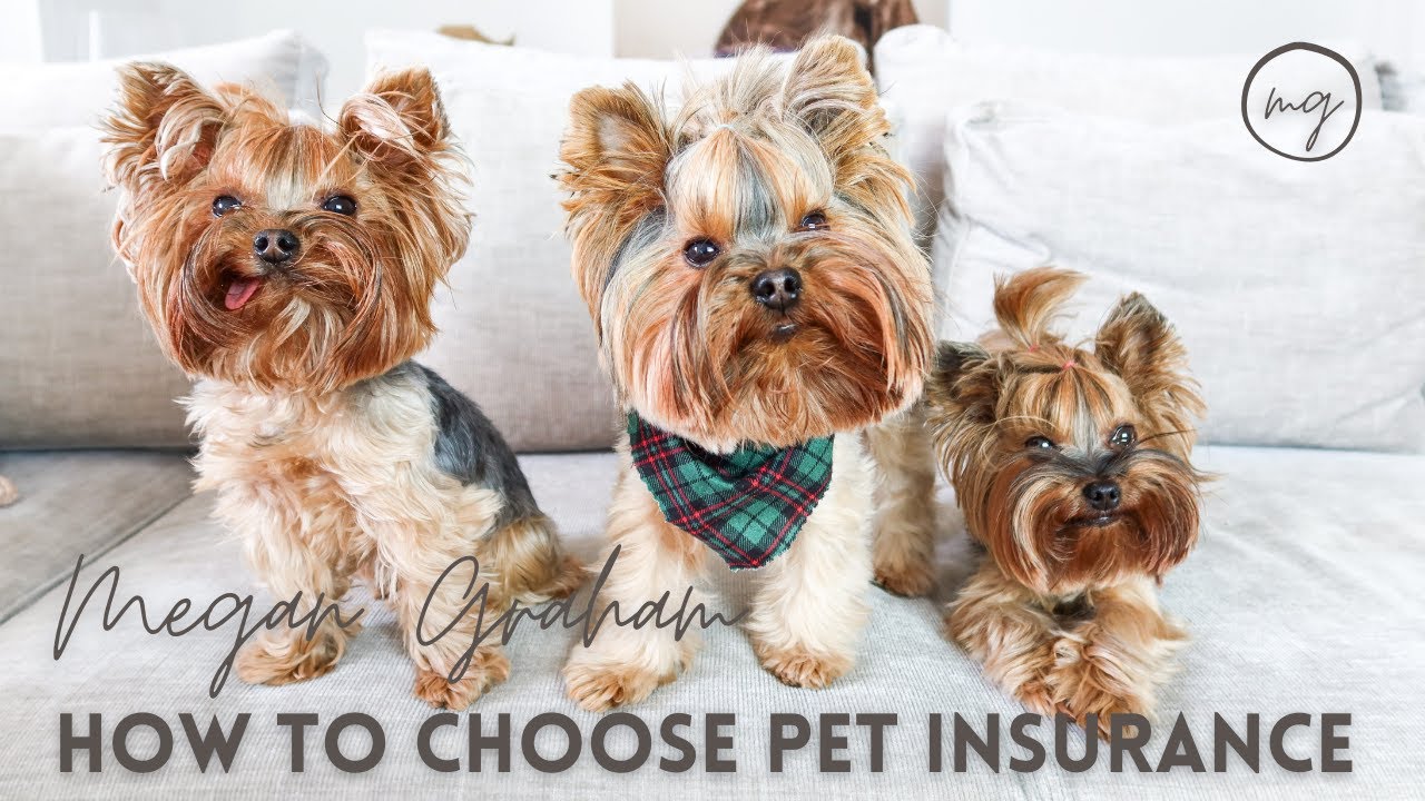 How To Choose The Best Pet Insurance Yorkie 101 YouTube