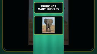 Earth's Super Animals