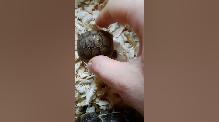 voici ma nouvelle tortue