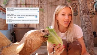 Tortoise Q&A