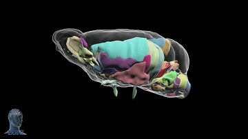 Mouse brain powers of ten zoom to neurons watermark added