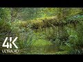 Stream in the Moss Covered Forest-10 HRS Relaxing Water Sounds for Deep Relaxation - 4K Footage