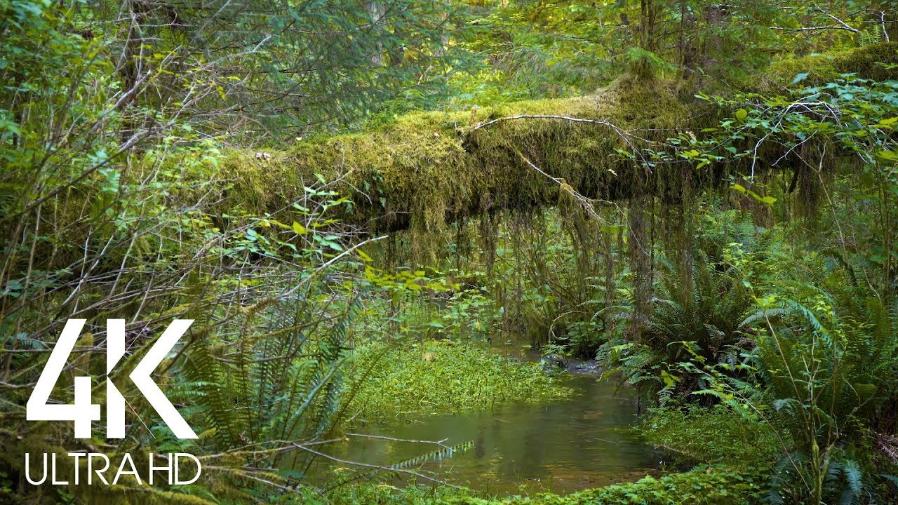 Stream in the Moss Covered Forest-10 HRS Relaxing Water Sounds for Deep Relaxation - 4K Footage