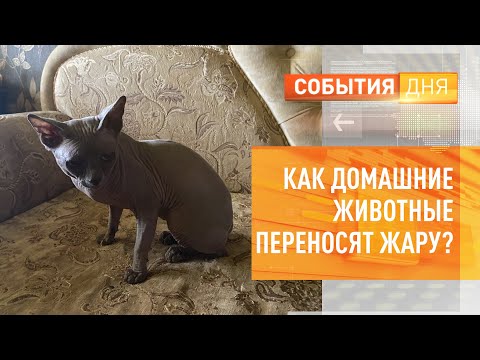 Как домашние животные переносят жару?