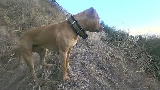 Tom Garners Saxon Redboycottingham. New Physique Developing Nicely And Quickly. Apbt.