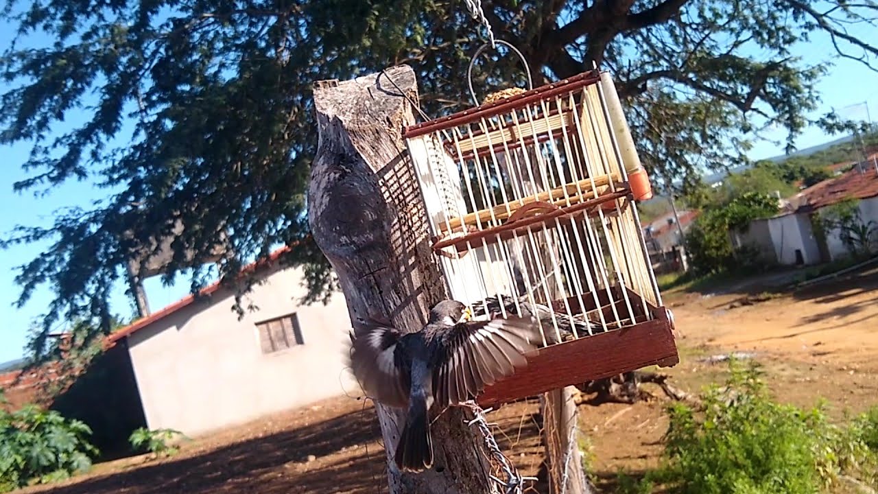 briga de golinha no mato depois da muda primeira parte