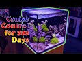 Nano Reef 300 Day Update - still NO Water Change, Dosing, or Protein Skimmer