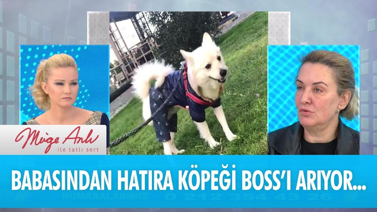 Babasindan Hatira Kalan Kopegi Boss U Ariyor Muge Anli Ile Tatli Sert 4 Ocak 2018 Youtube