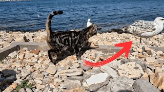 2 tabby cats by the sea and seagulls stealing their food