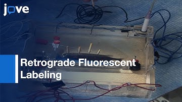 Targeted Extracellular Single-Unit Recording From Identified Neurons l Protocol Preview