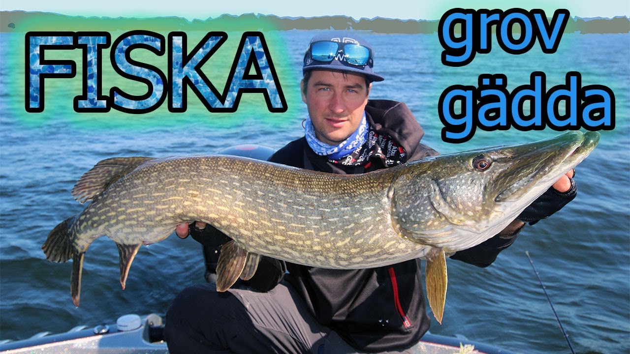 FISKA - Grov gädda på McPike (12,4 kg)