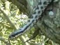 Adder - Vipera berus