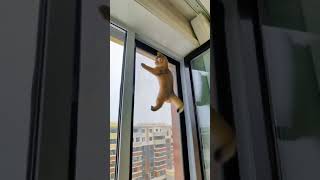 Cute cats || Funny animals #shorts #shortsyoutube