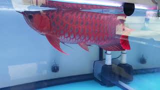 漂亮的 亞洲紅龍 ~ 泰國 曼谷水族街😊😉 Super Red Asian Arowana ( Scleropages formosus )