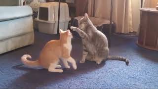 Kitten Enjoys Fighting with Cat