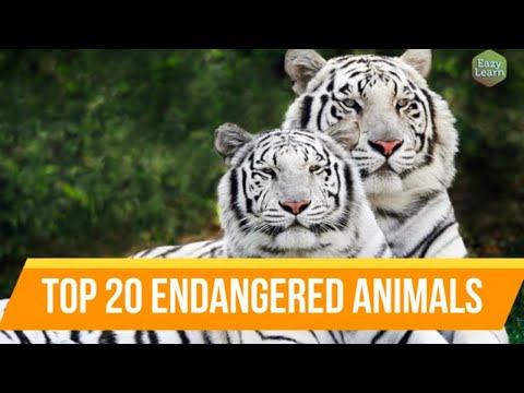 The 20 most endangered animals in the world - psychology - 2023